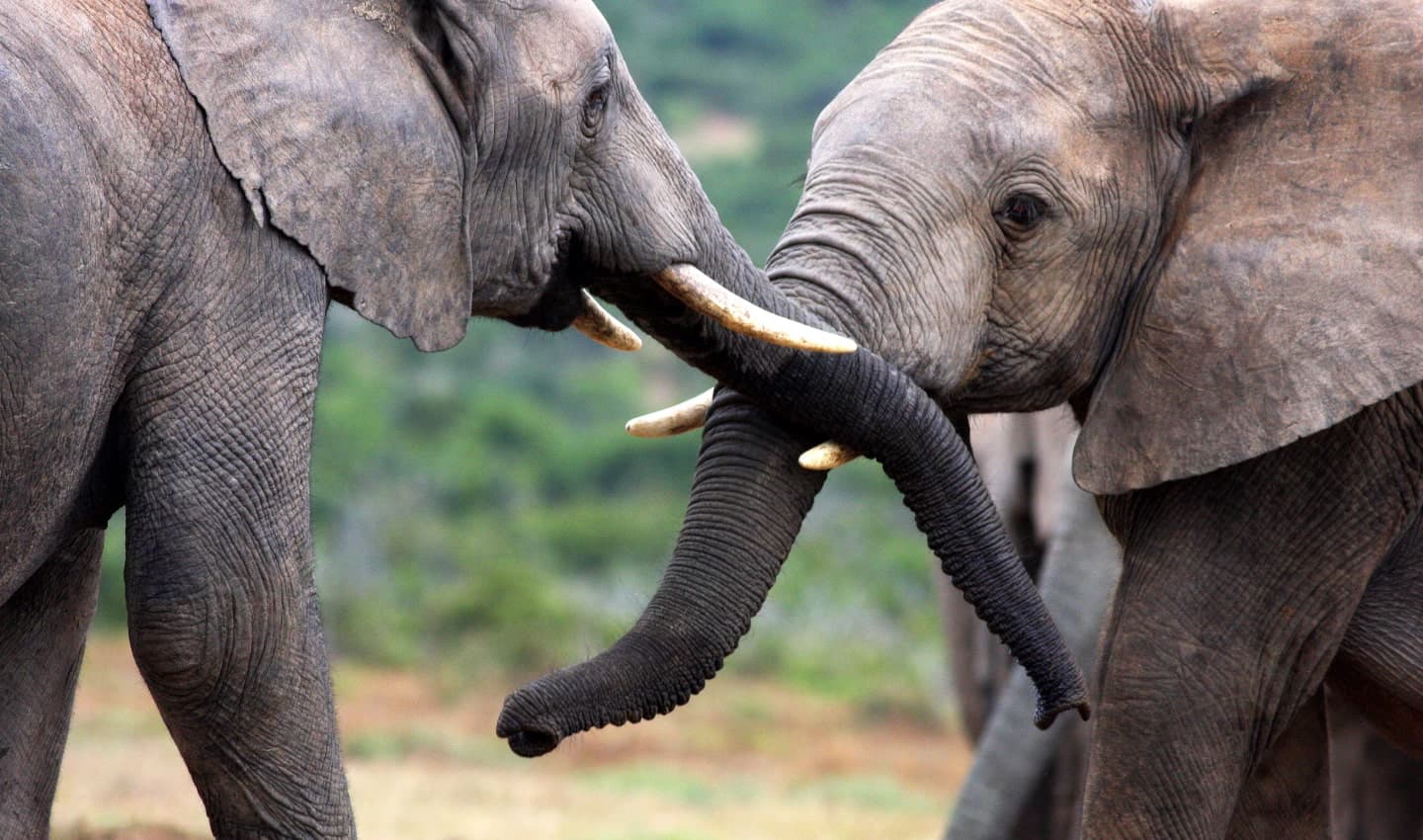 Leadership | Leading with Wellbeing cover